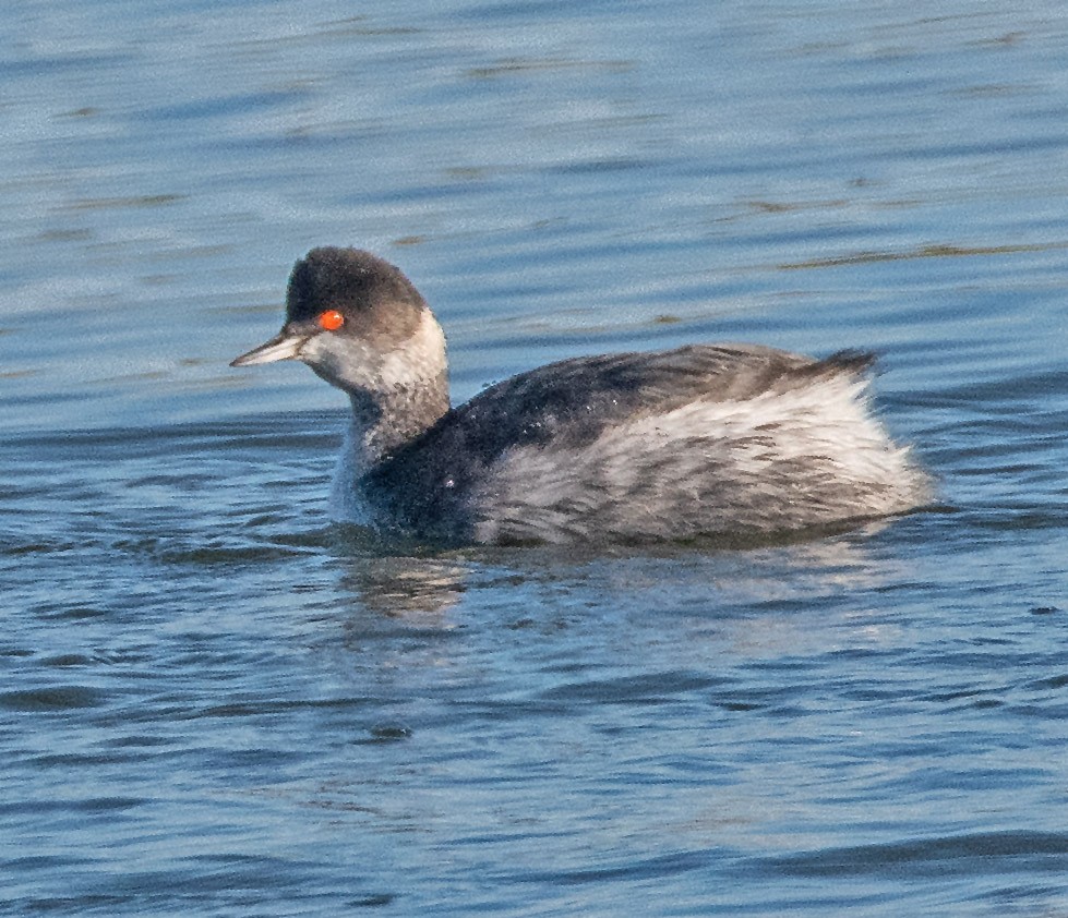 Eared Grebe - ML646466551