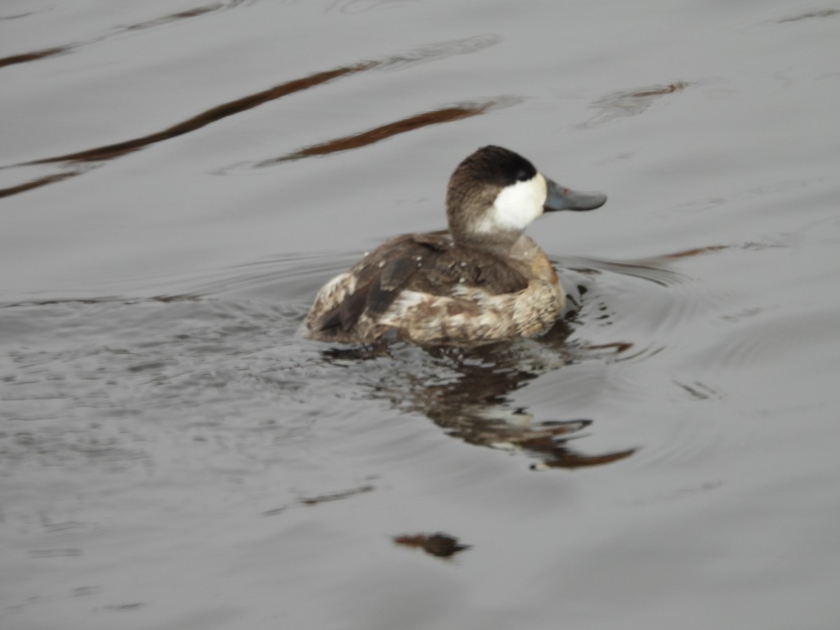 Ruddy Duck - ML646466552