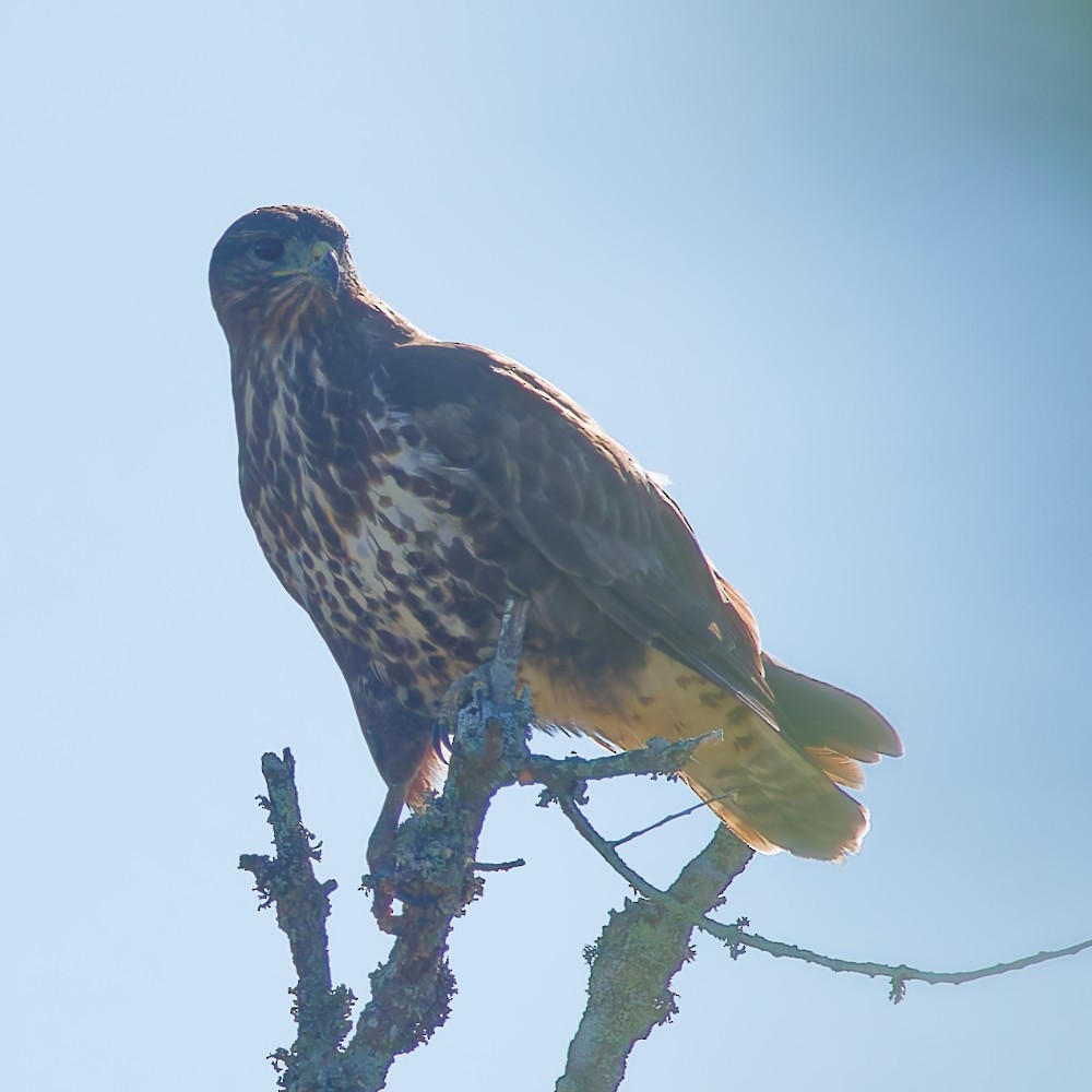Common Buzzard - ML646466554