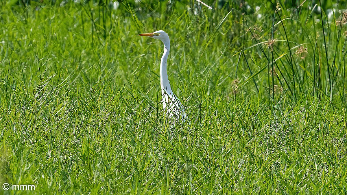 Yellow-billed Egret - ML646466555