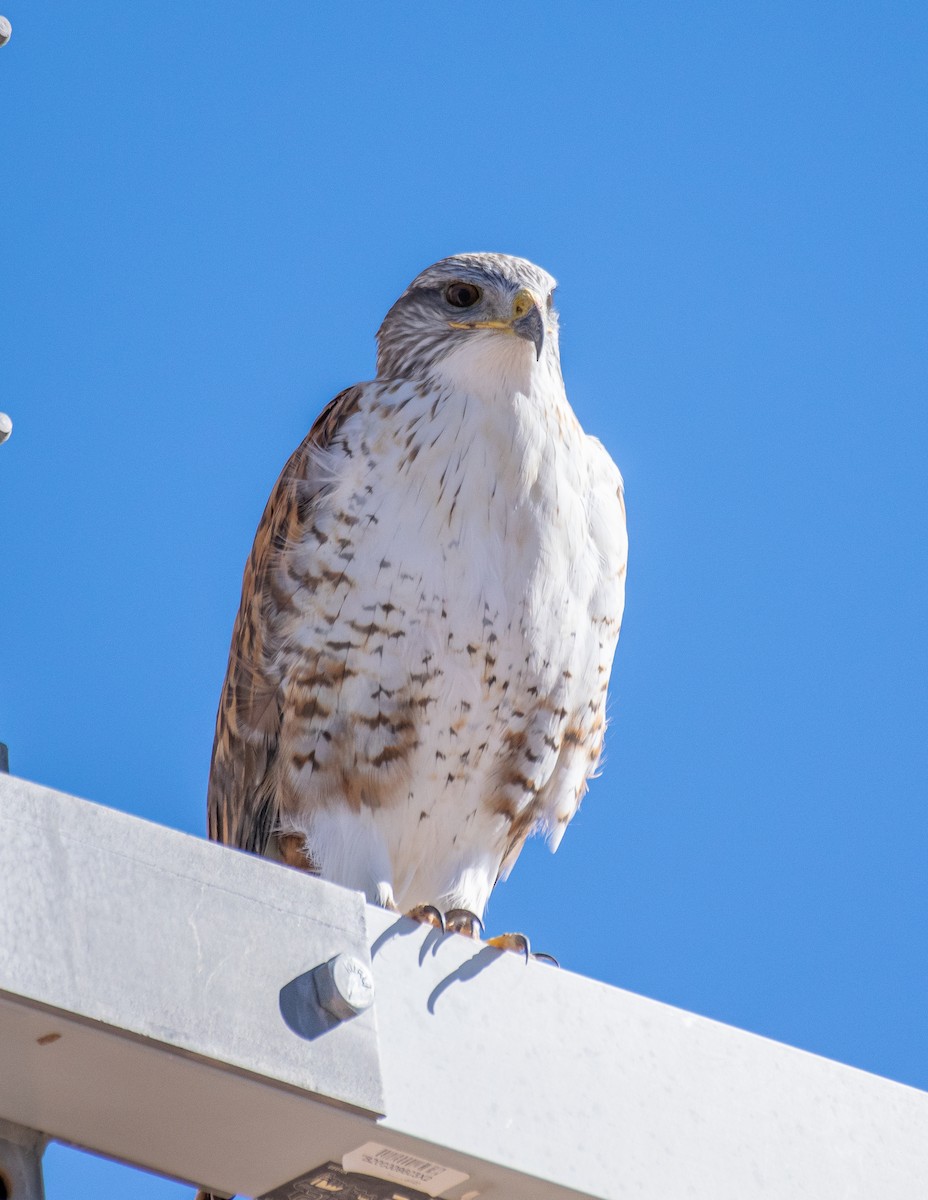 Ferruginous Hawk - ML646466557