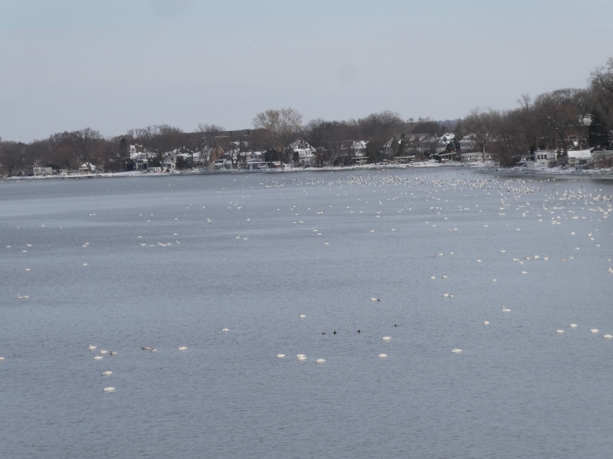 Tundra Swan - ML646466558