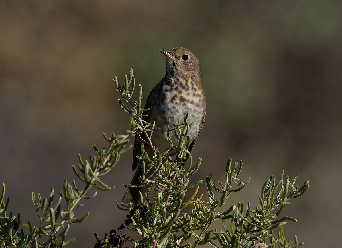 Hermit Thrush - ML646466559