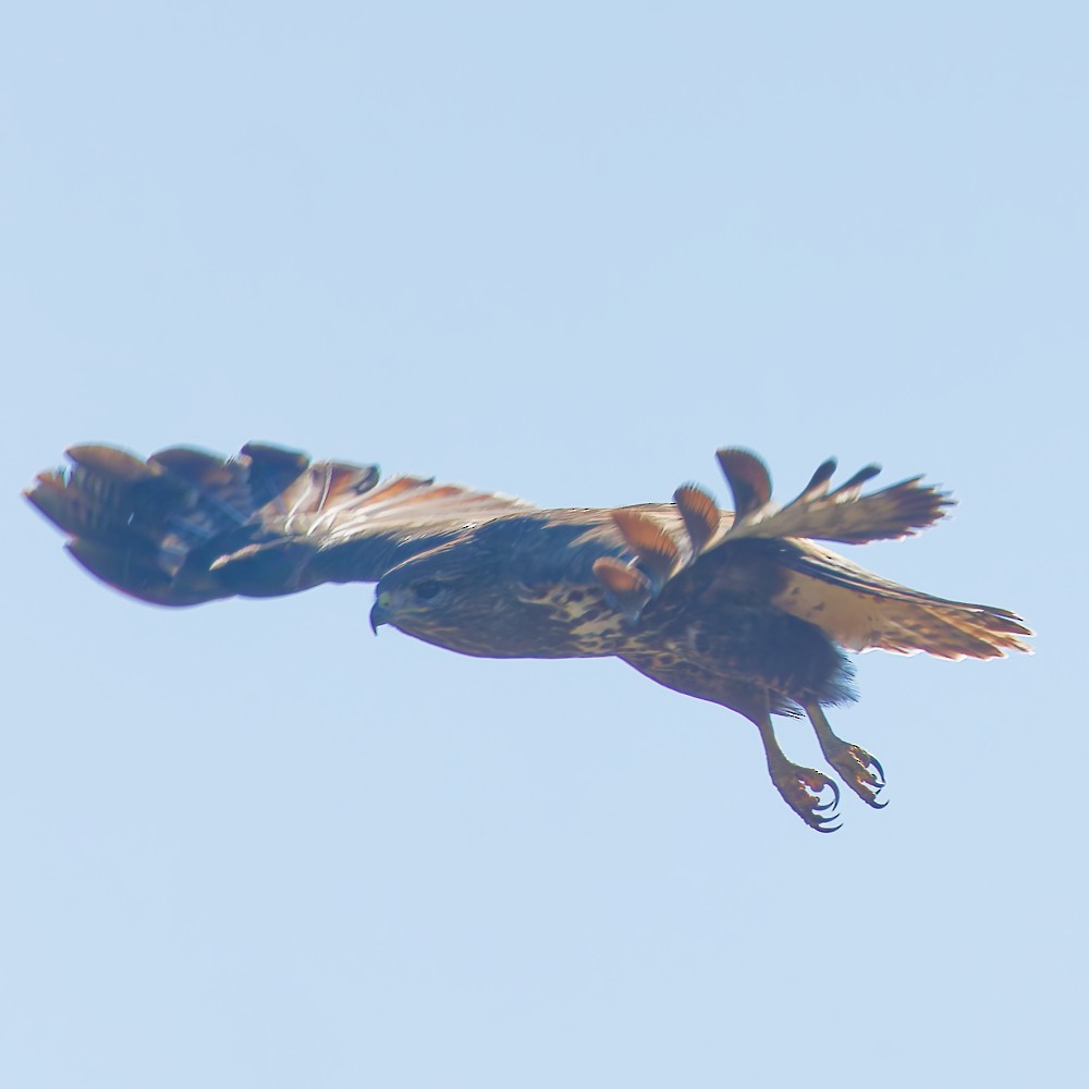 Common Buzzard - ML646466561
