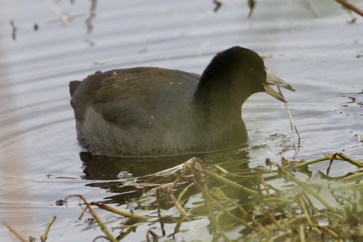 American Coot - ML646466562