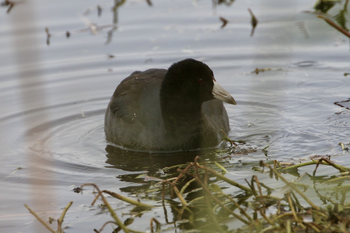 American Coot - ML646466571