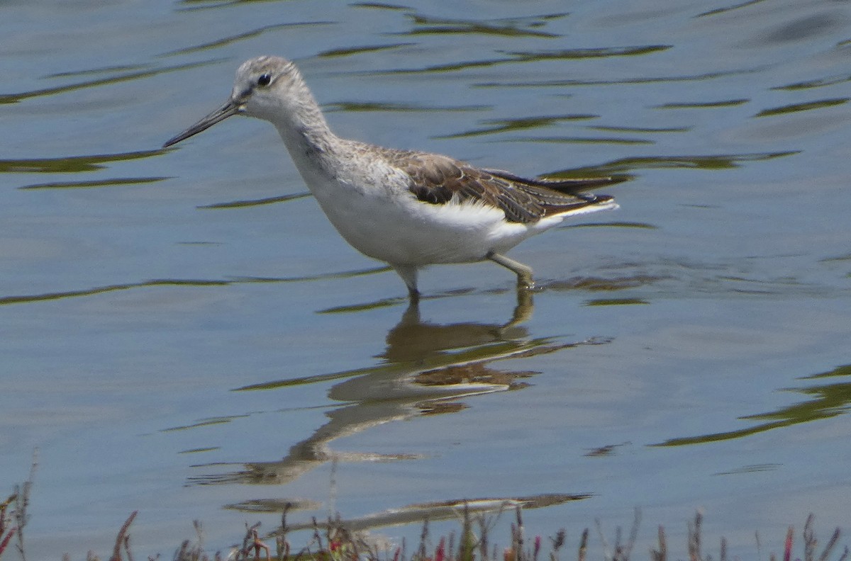 Chevalier stagnatile - ML646466572