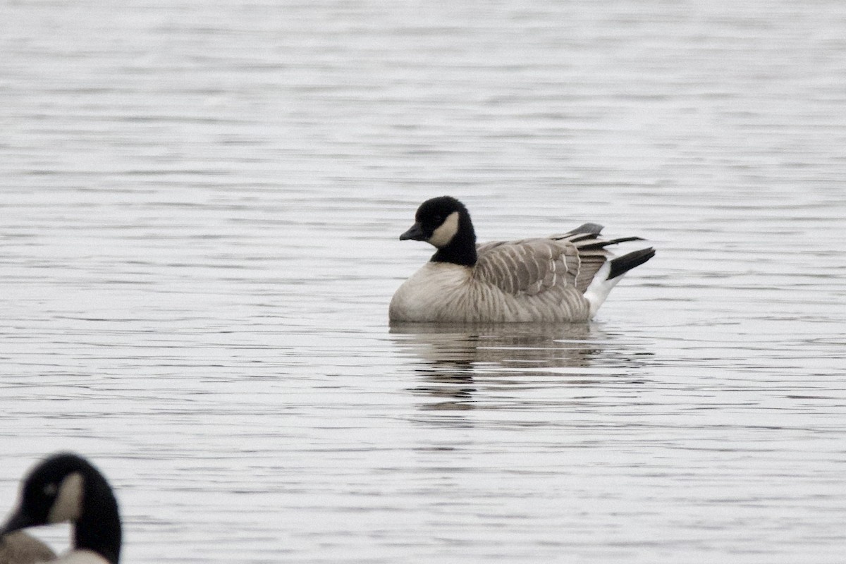 berneška malá - ML646466576