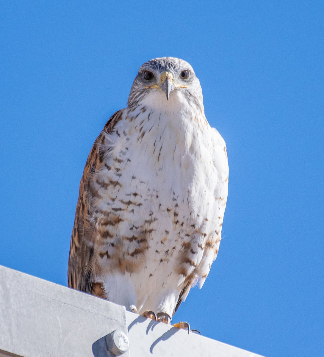 Ferruginous Hawk - ML646466578