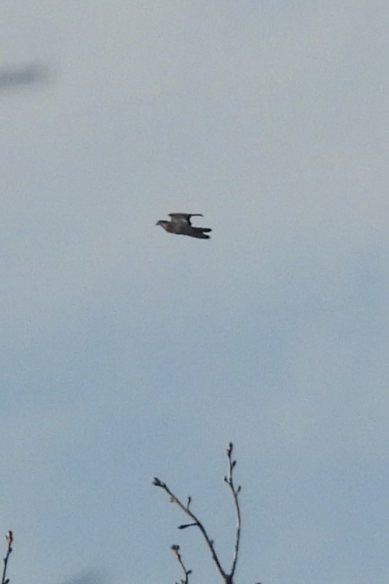 Cooper's Hawk - ML646466581