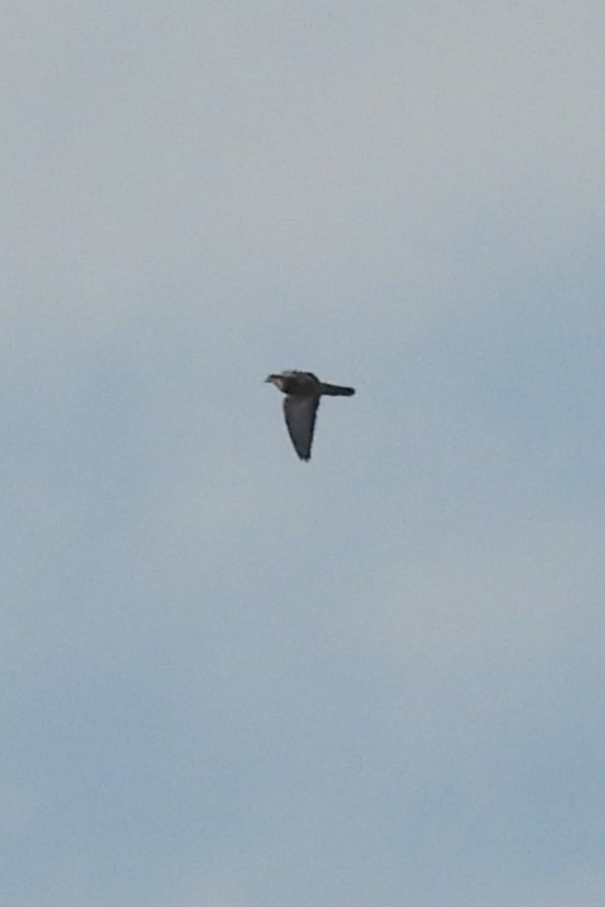 Cooper's Hawk - ML646466582