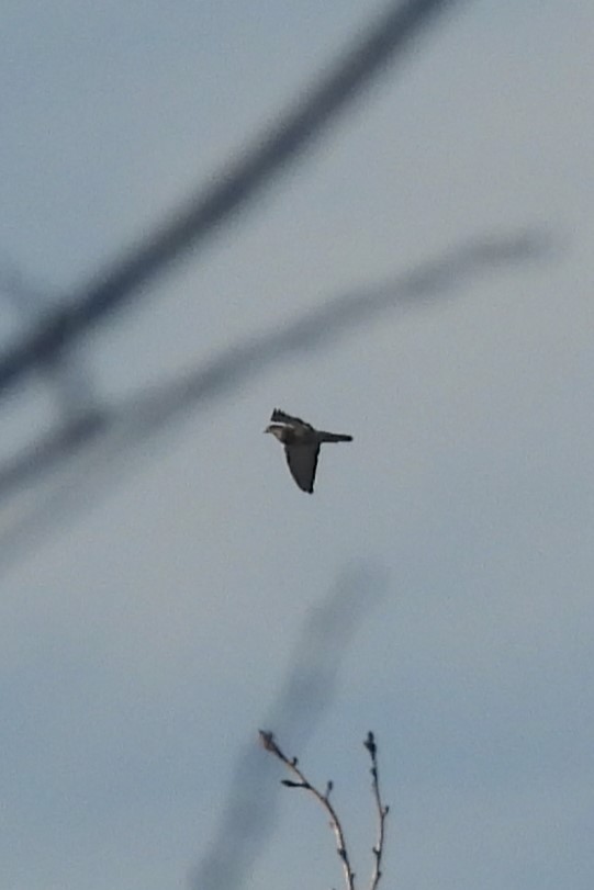 Cooper's Hawk - ML646466583