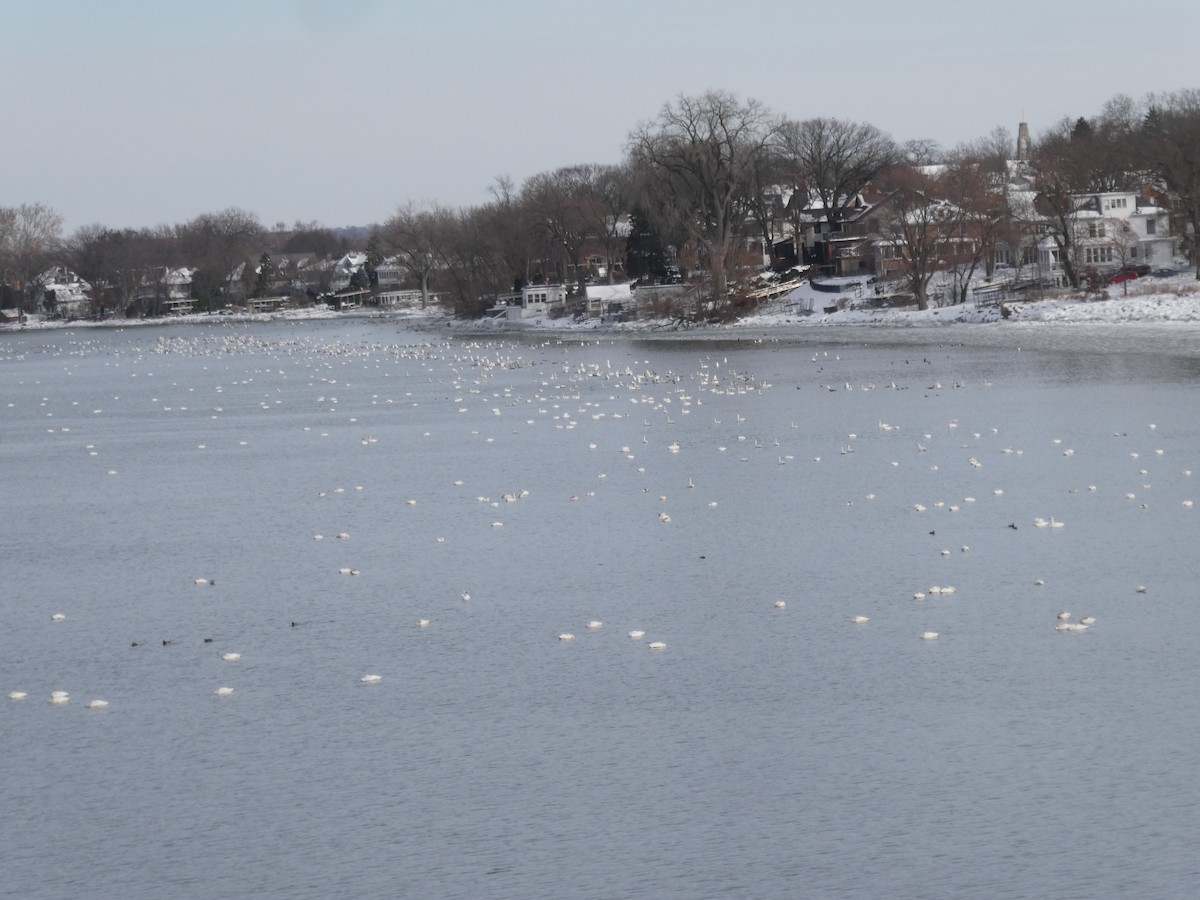 Tundra Swan - ML646466584