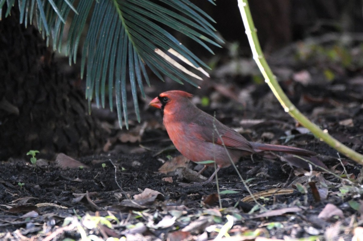 Northern Cardinal - ML646466585
