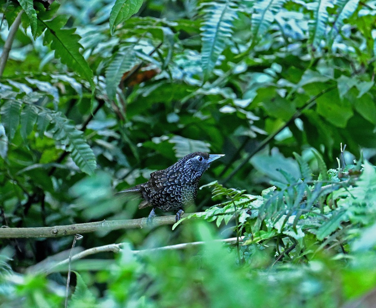 Cachar Wedge-billed Babbler - ML646466586