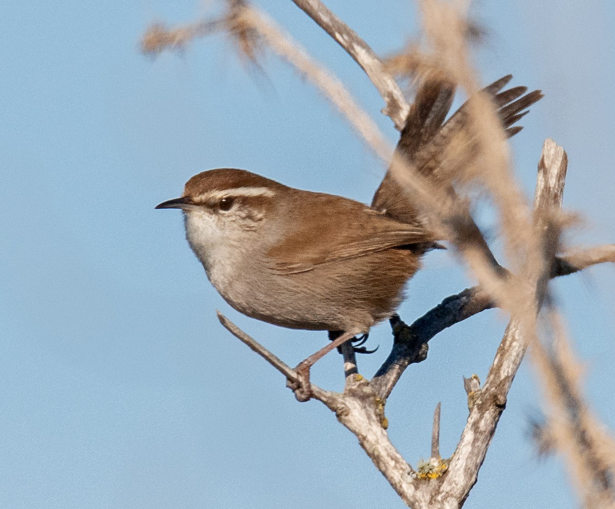Bewick's Wren - ML646466587