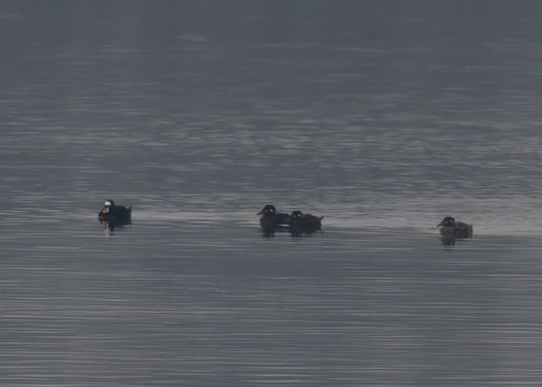 Surf Scoter - ML646466589