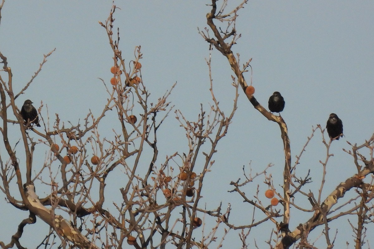 Обыкновенный скворец - ML646466590