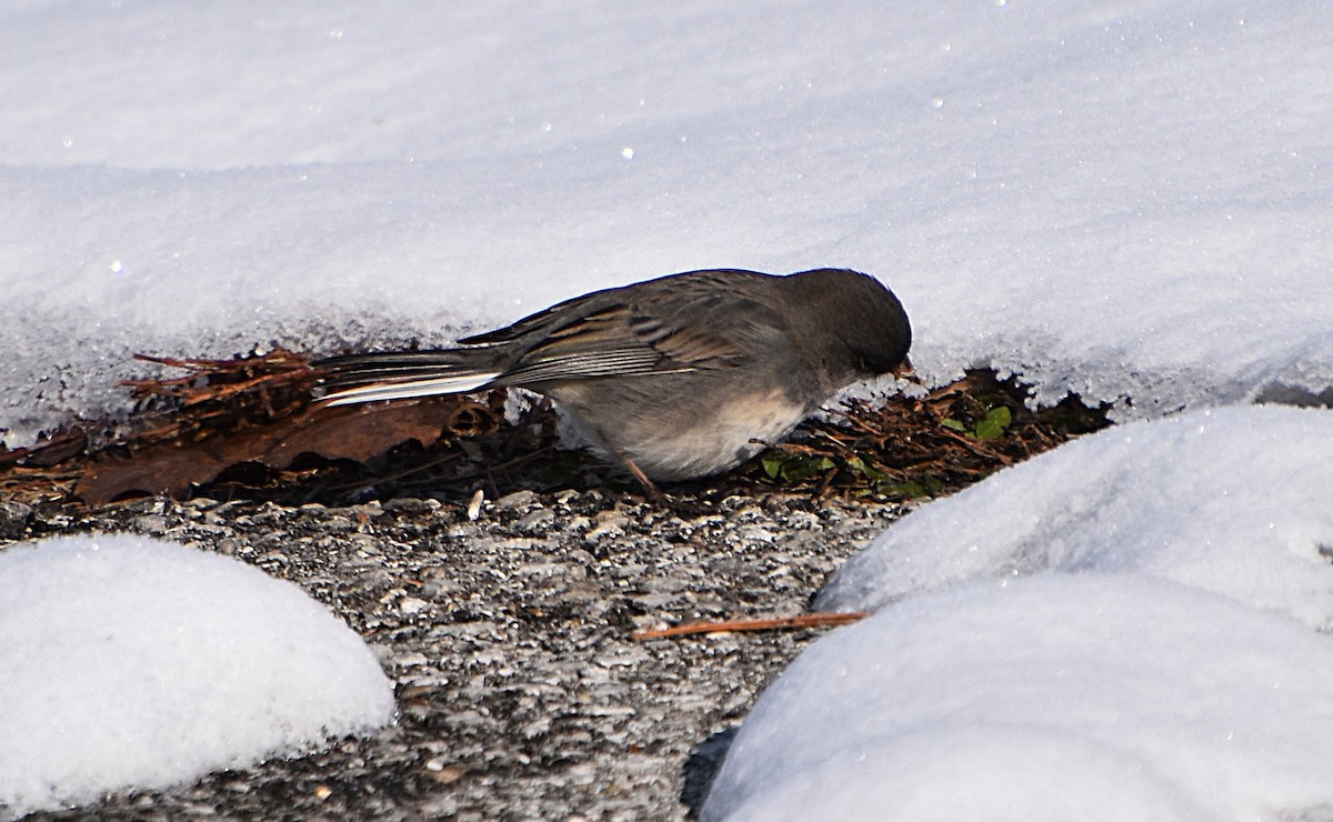 Dark-eyed Junco - ML646466591