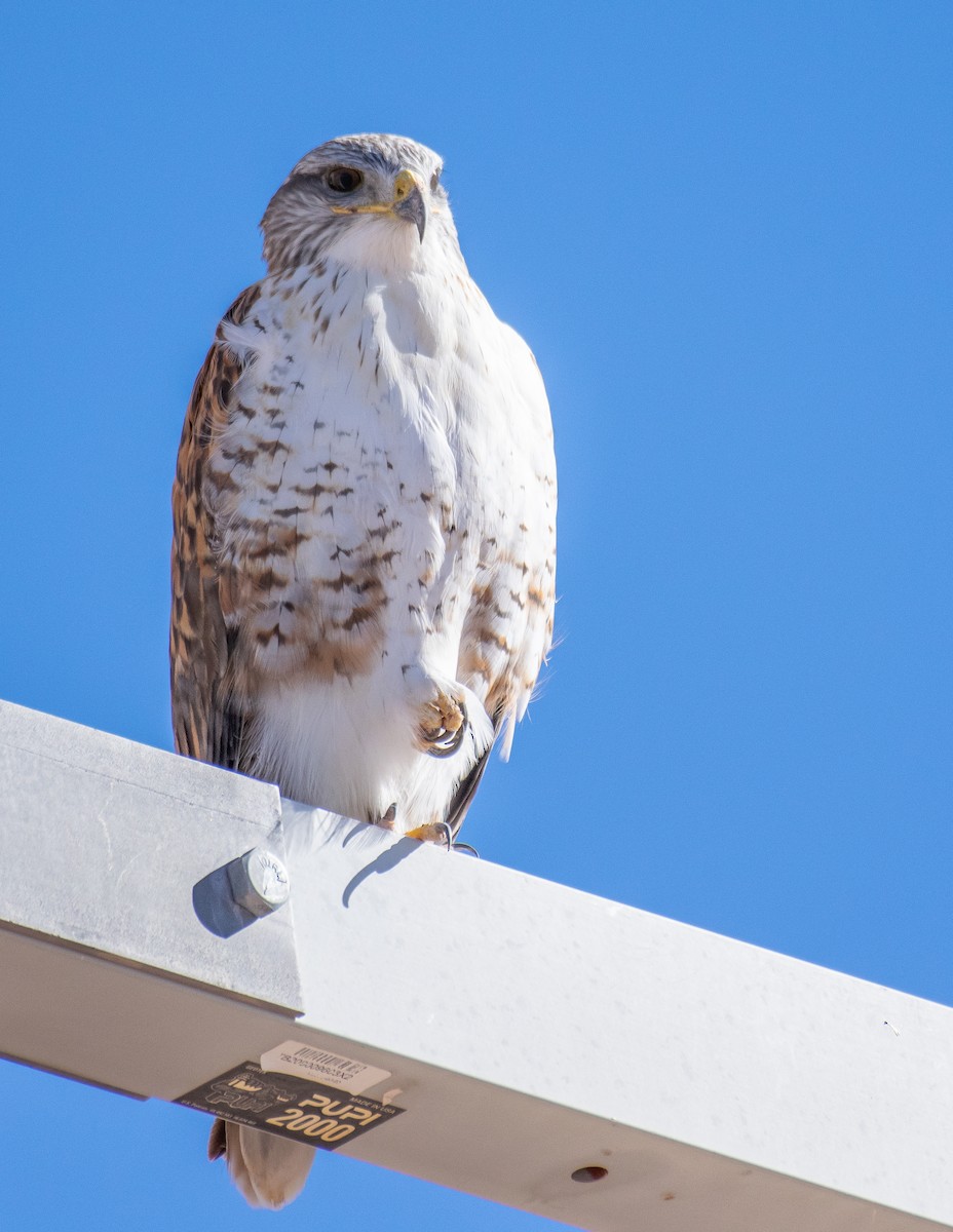 Ferruginous Hawk - ML646466592