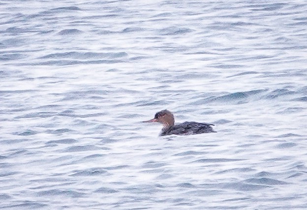 Serreta Mediana - ML646466593