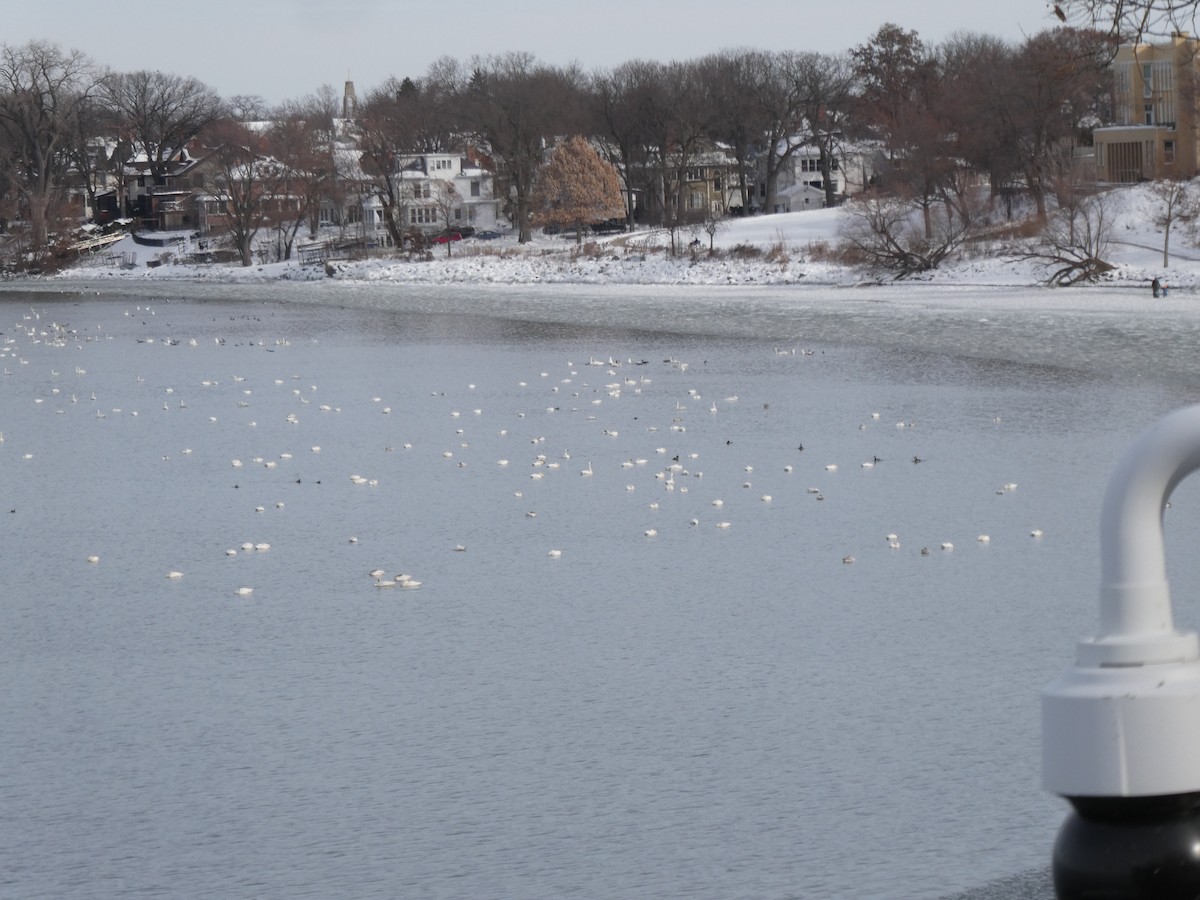 Tundra Swan - ML646466594