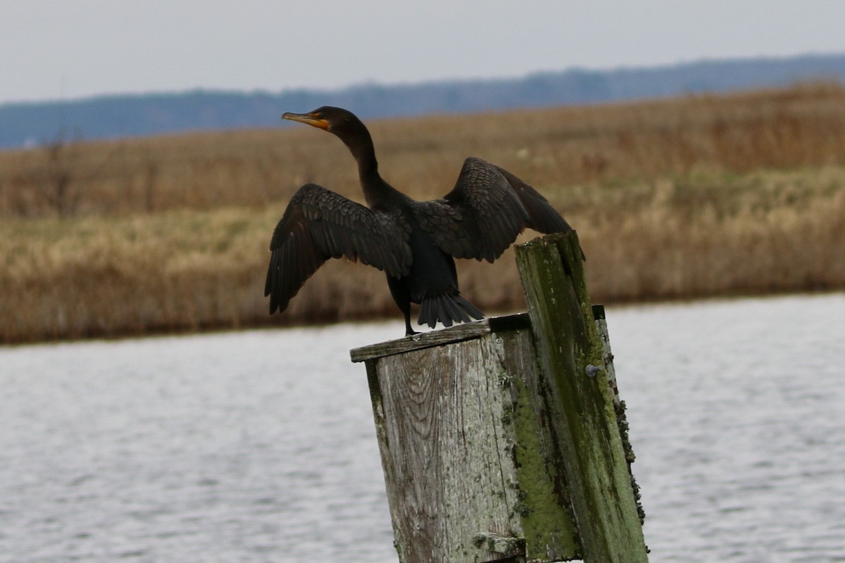 Double-crested Cormorant - ML646466597