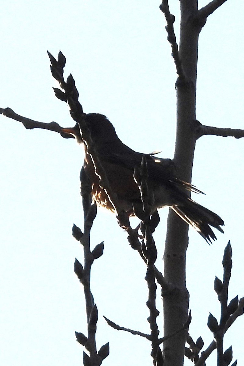 Странствующий дрозд - ML646466604