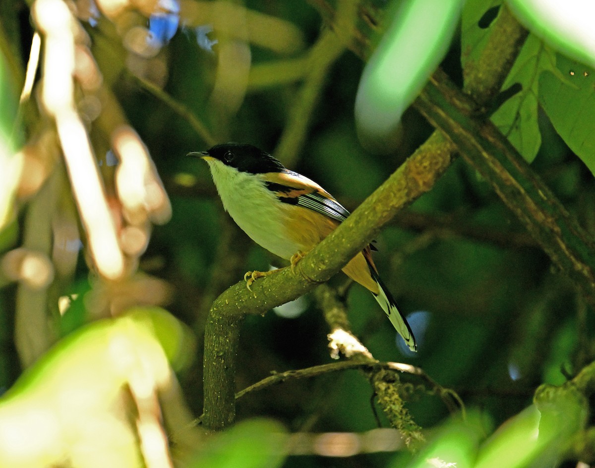 Rufous-backed Sibia - ML646466605