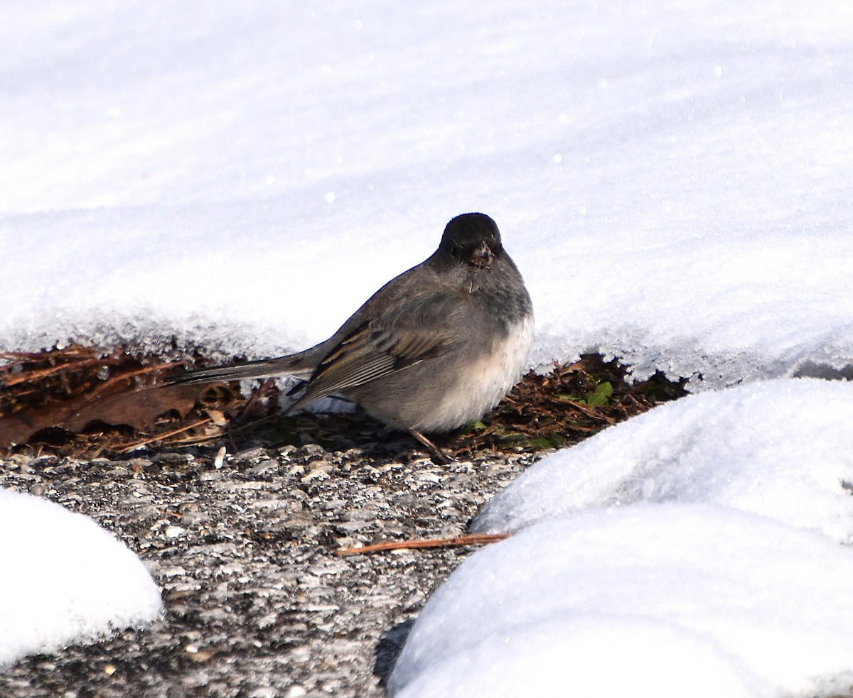 Dark-eyed Junco - ML646466606