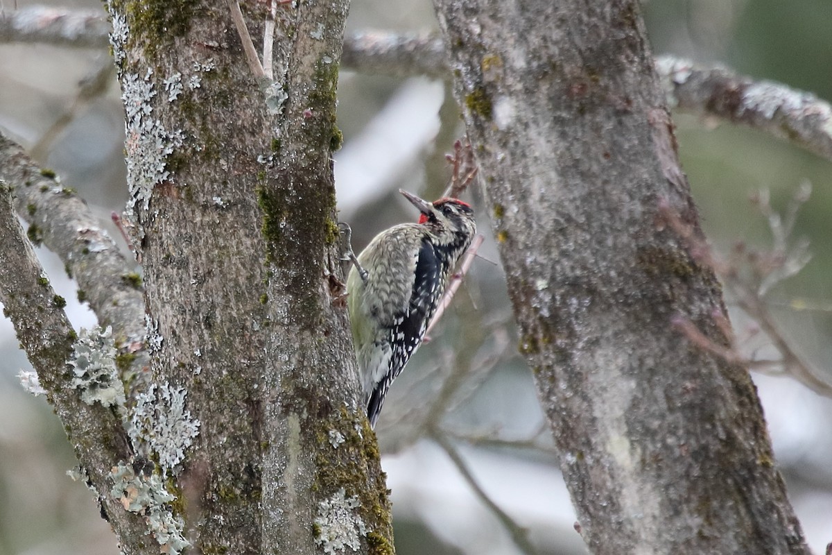 Yellow-bellied Sapsucker - ML646466609