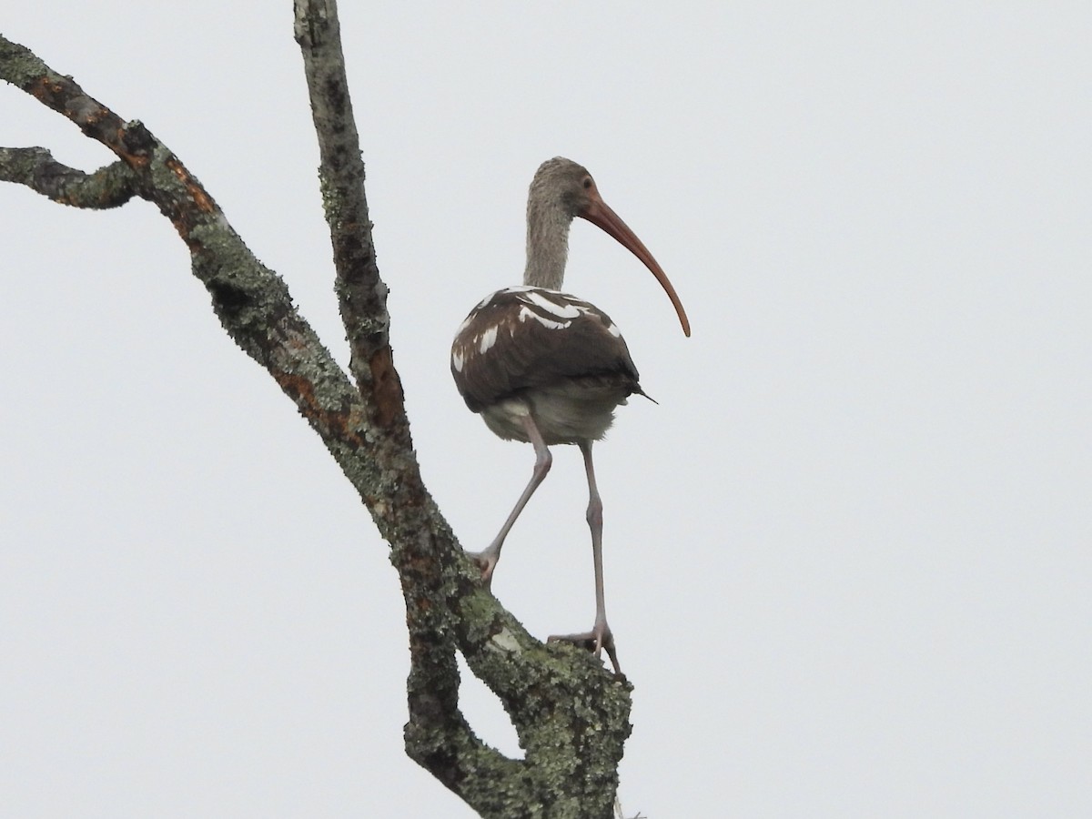 Ібіс білий - ML646466610