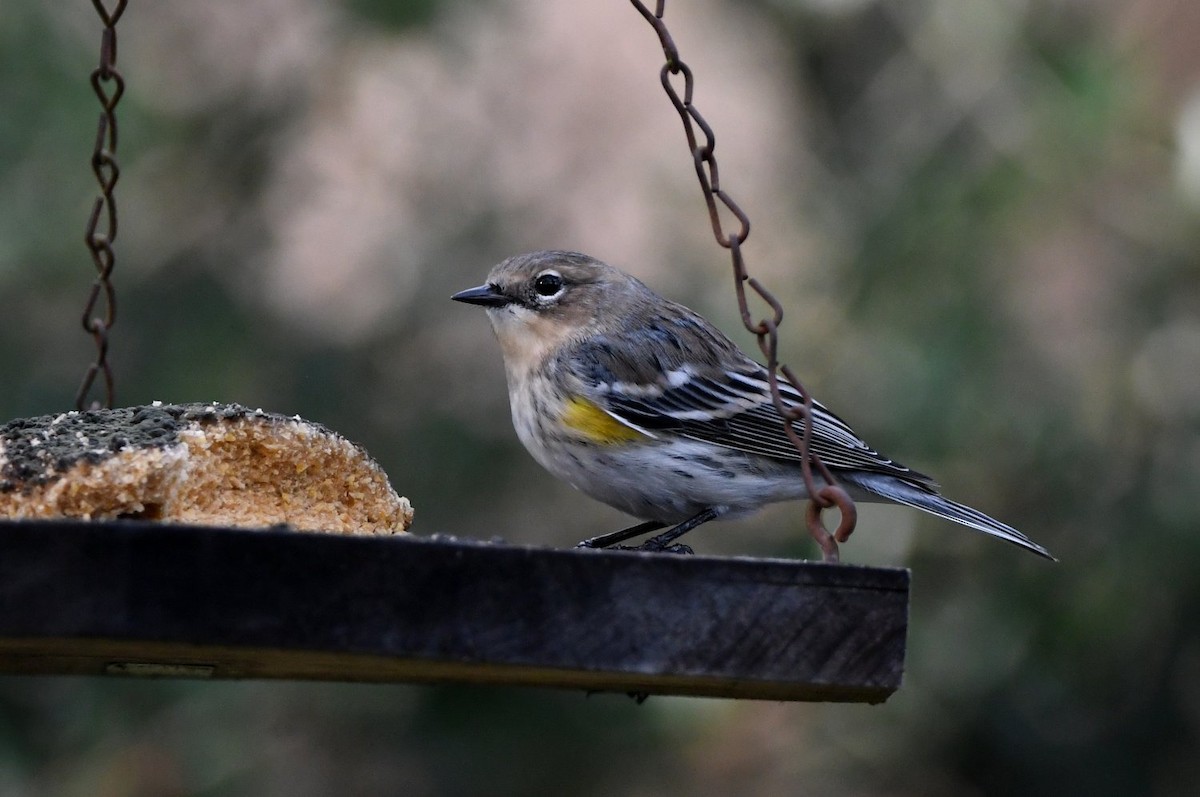 Yellow-rumped Warbler - ML646466612