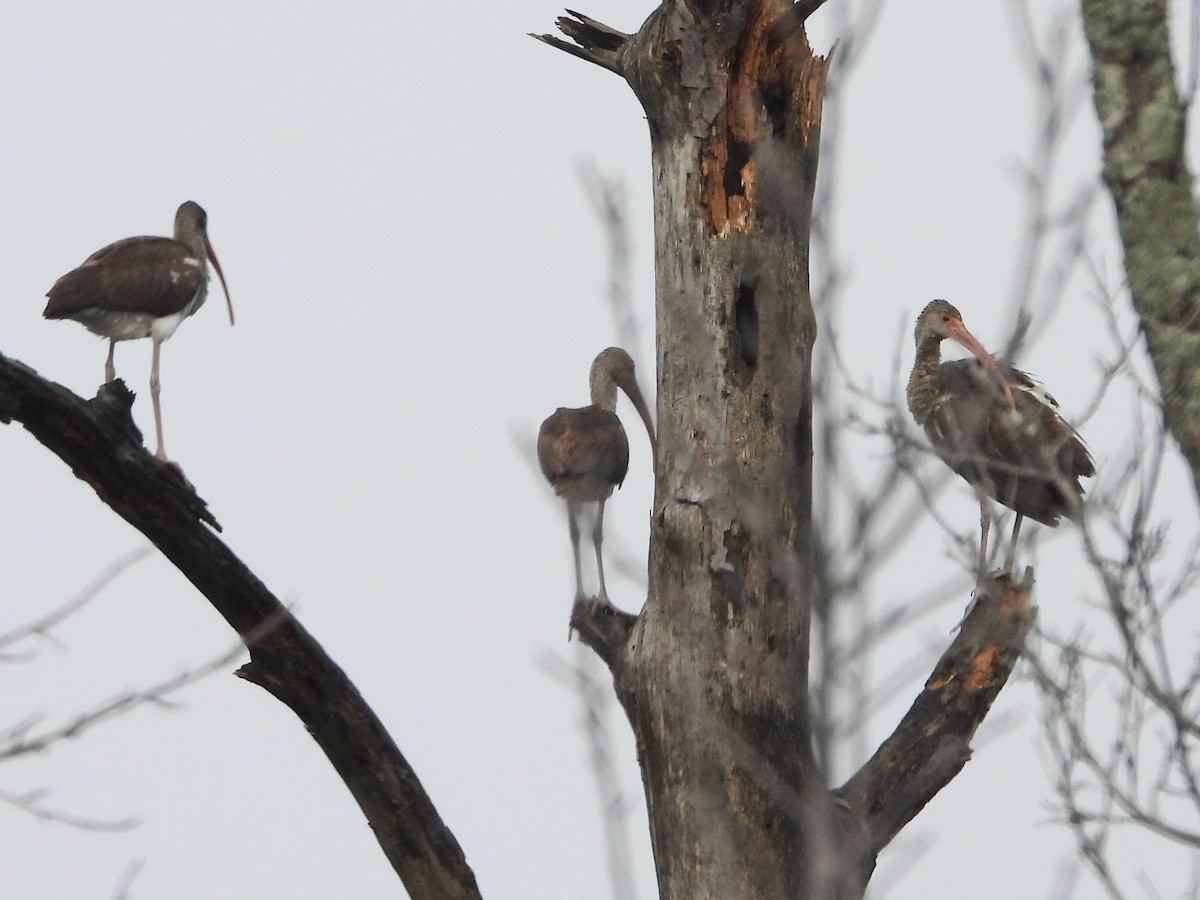 Ібіс білий - ML646466613