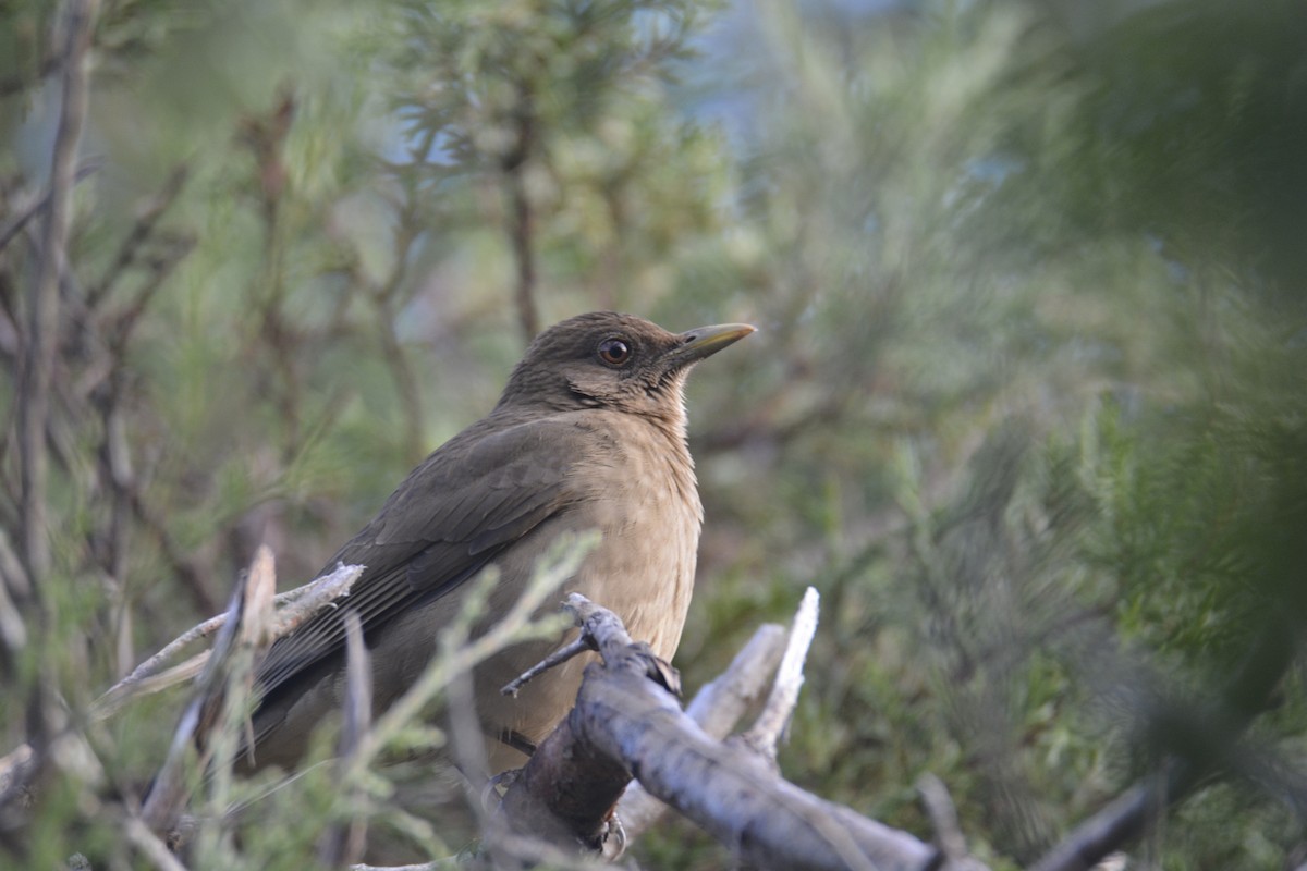 Merle fauve - ML646466617