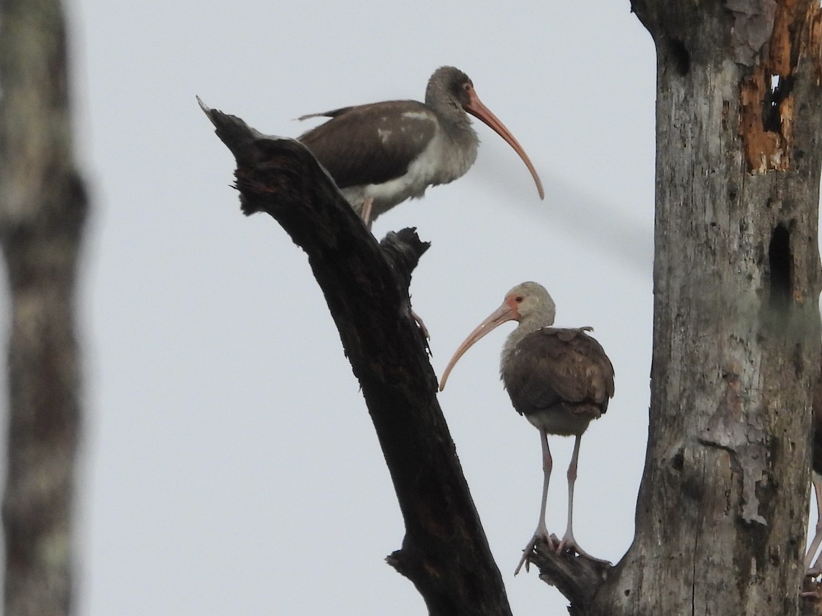 Ібіс білий - ML646466619