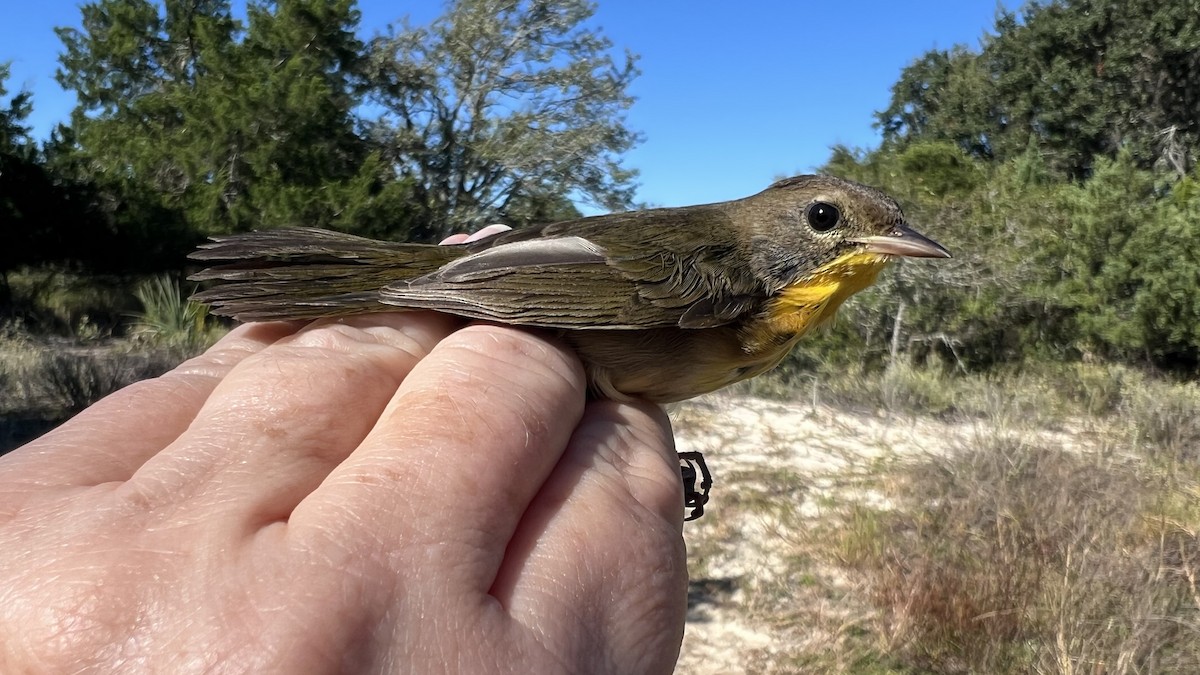 Common Yellowthroat - ML646466620