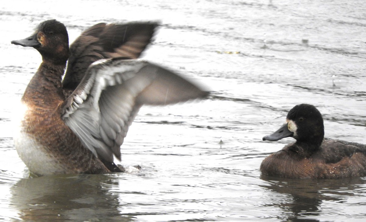 小斑背潛鴨 - ML646466623