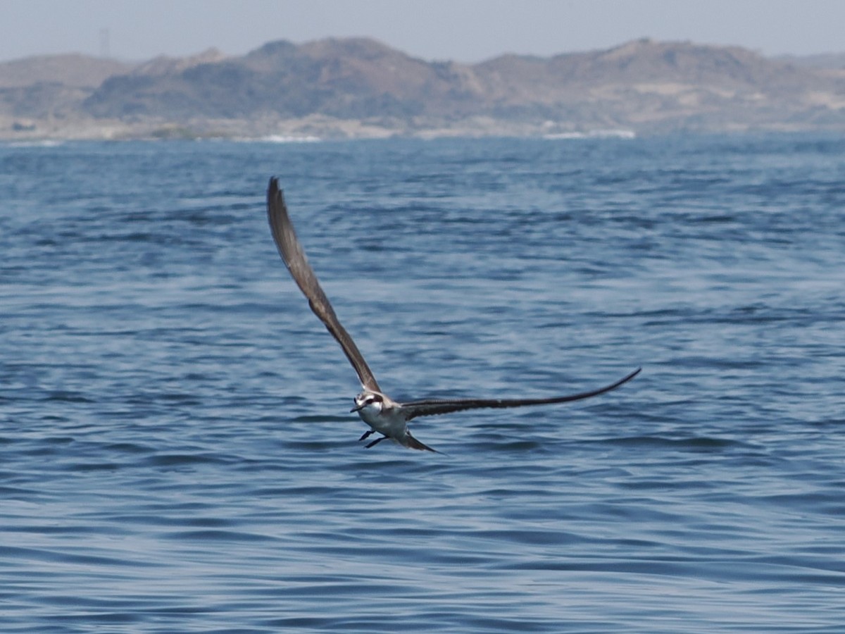 白眉燕鷗 - ML646466626