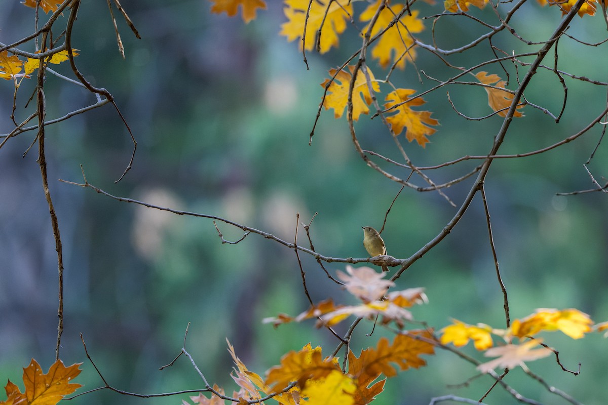 Ruby-crowned Kinglet - ML646466627