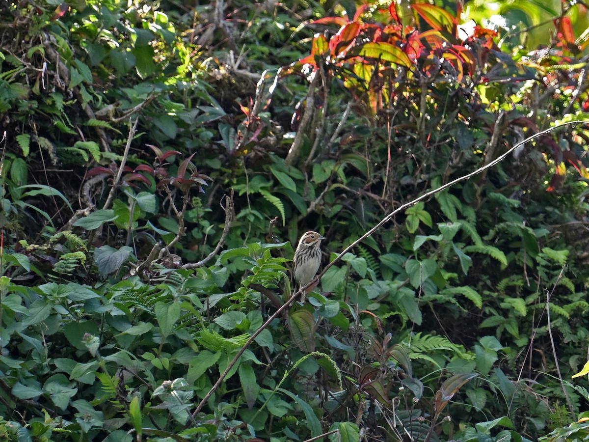 Little Bunting - ML646466629