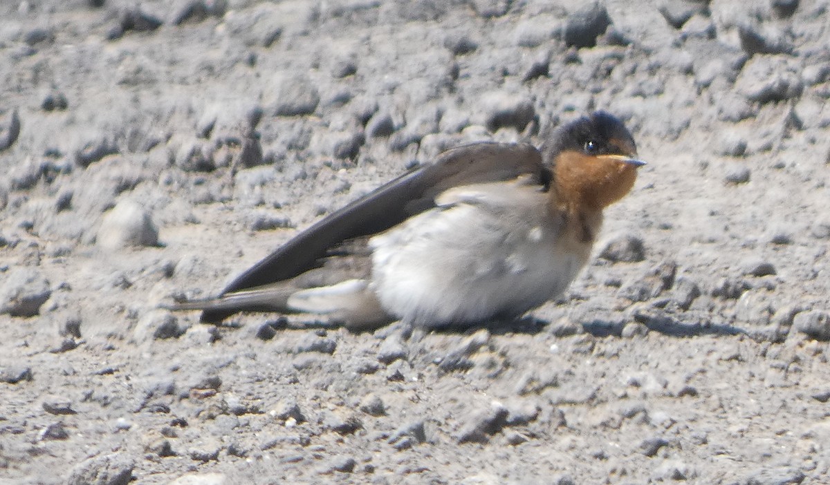 Hirondelle messagère - ML646466630