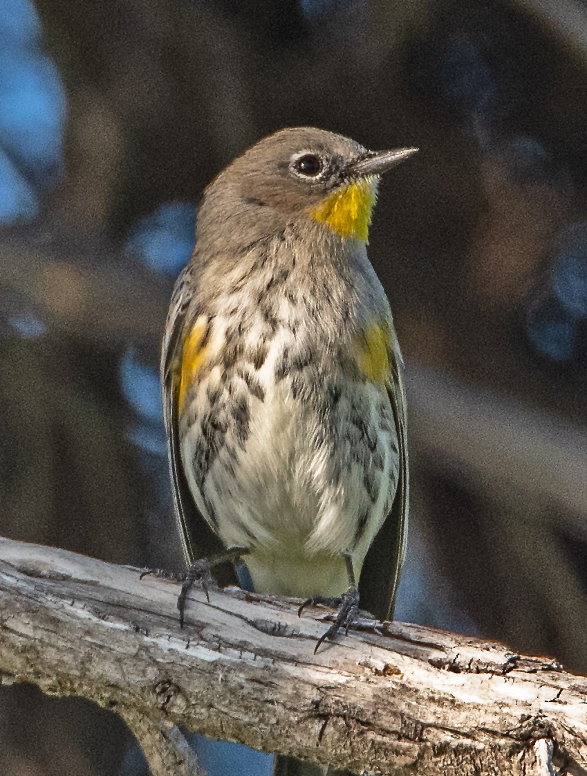 Yellow-rumped Warbler - ML646466634