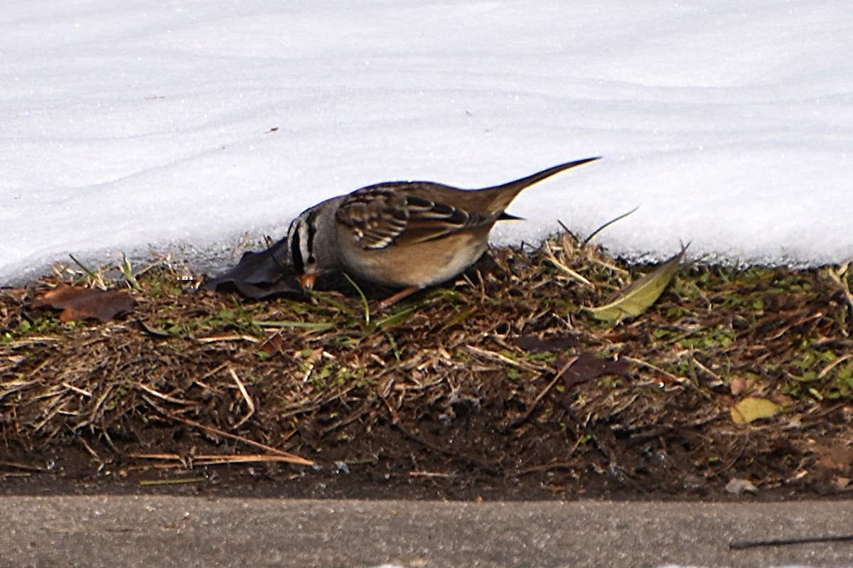 White-crowned Sparrow - ML646466636