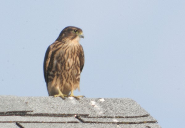 Merlin - ML646466637