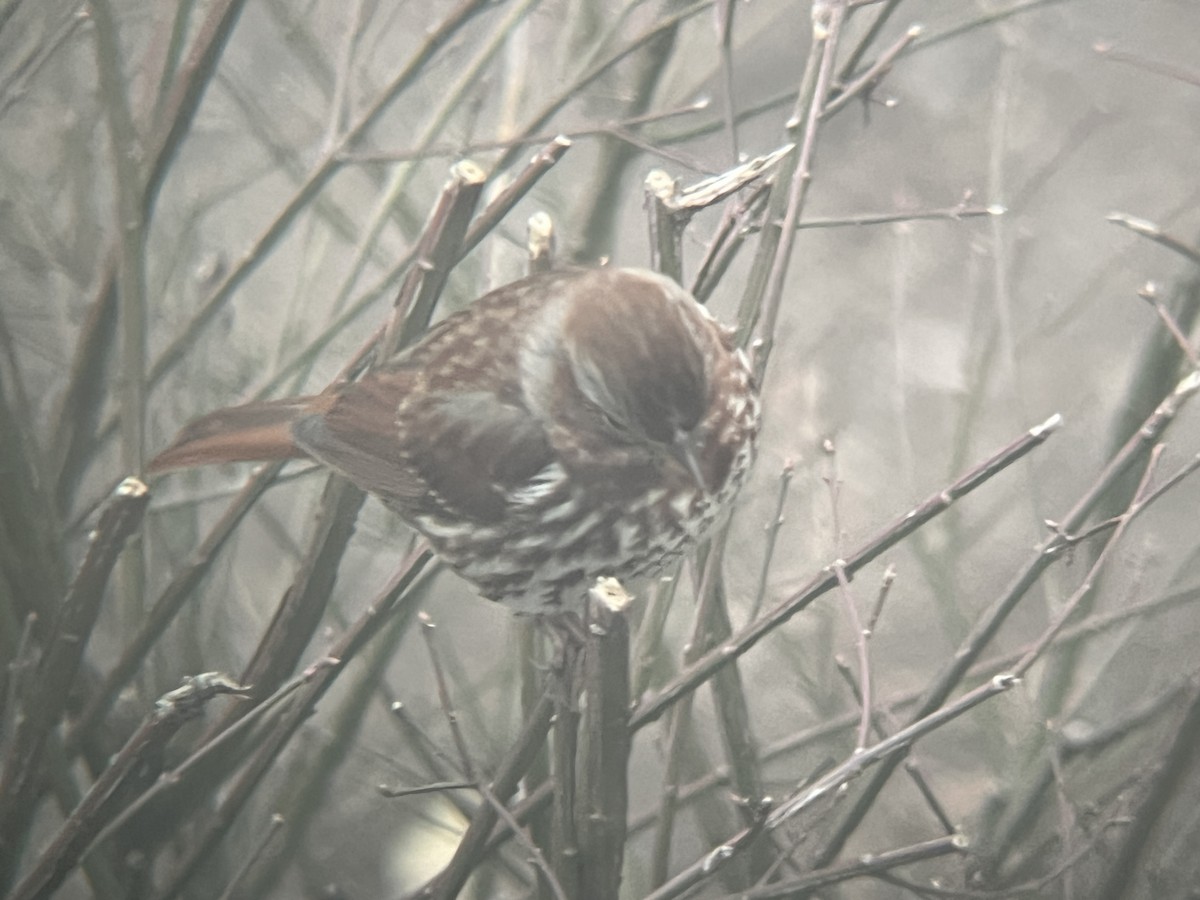 Пестрогрудая овсянка (Лисья) - ML646466639