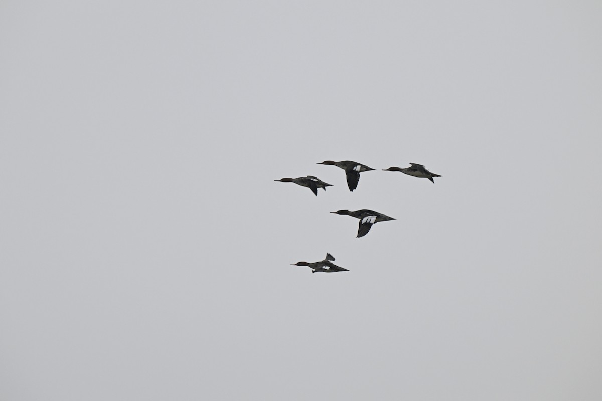 Serreta Mediana - ML646466640