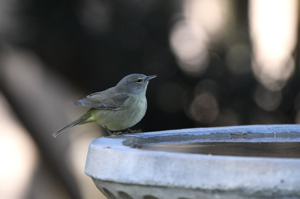 Orange-crowned Warbler - ML646466641