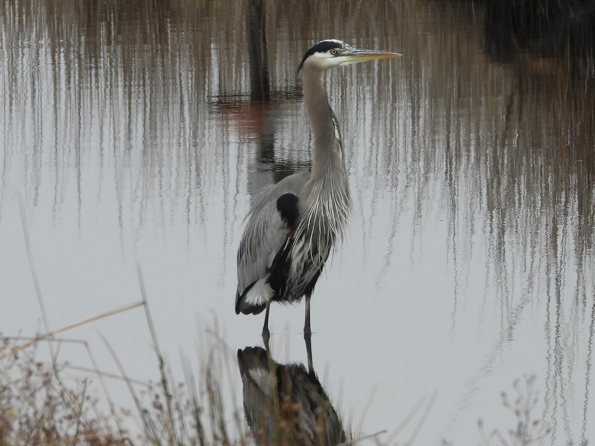 Great Blue Heron - ML646466642