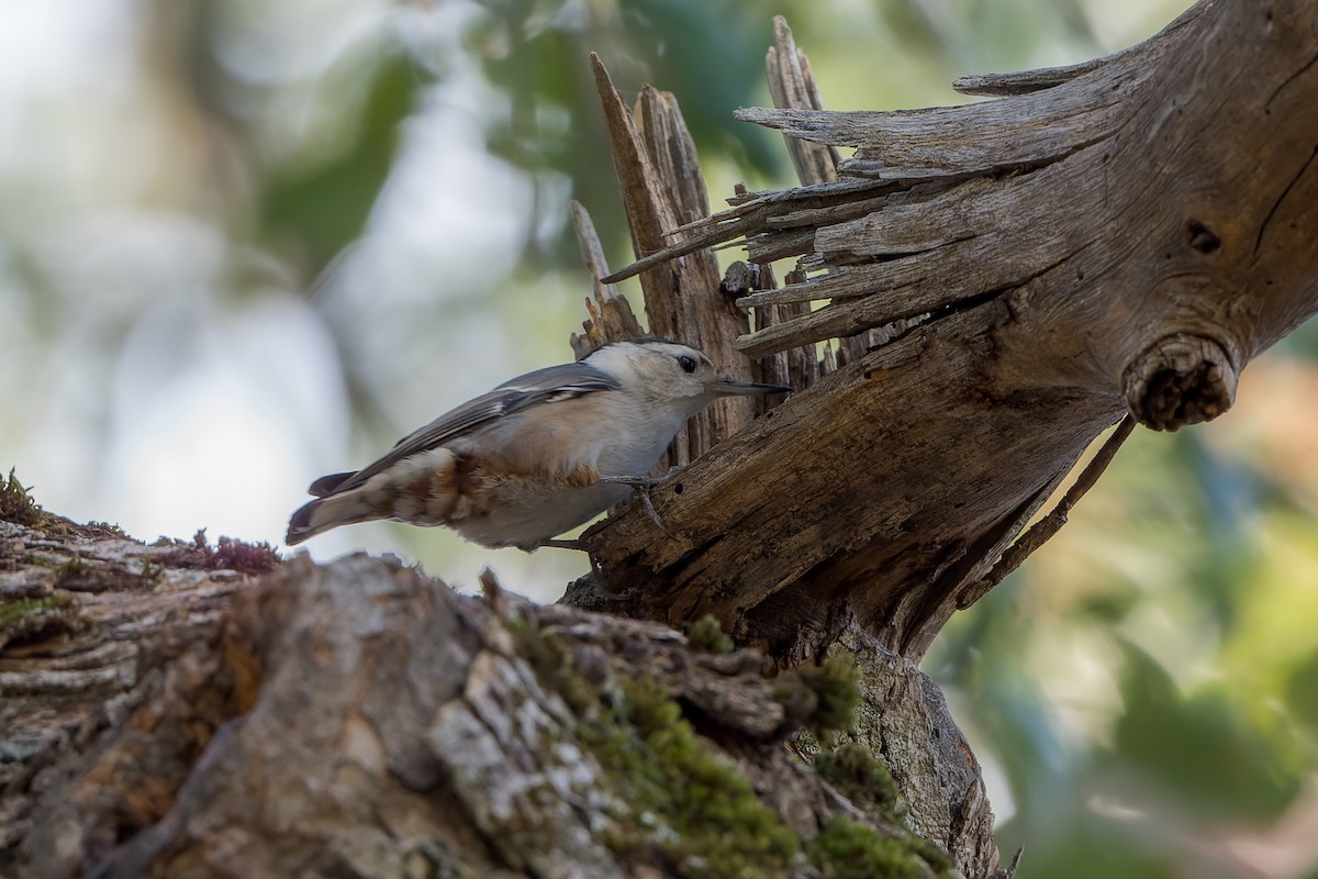 Weißbrustkleiber - ML646466643